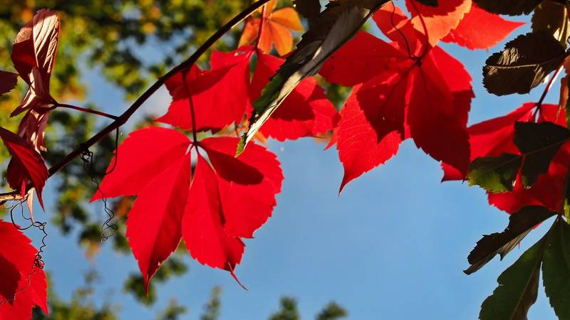 2021 10 07 du herbstfarben 1