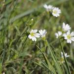 2014 04 13 du acker hornkraut