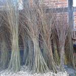 signal 2025 11 27 161850