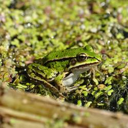 2016 08 19 Du Kleiner Wasserfrosch (3)