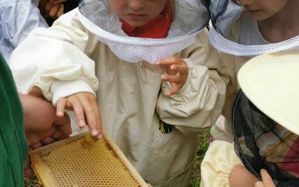 2021 06 12 Wie Moorwichtel Honig ©Biosphärenreserveratsverwaltung Drömling