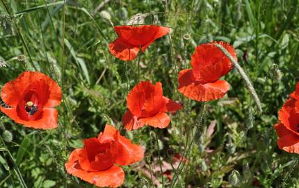 2014 06 09 du klatschmohn