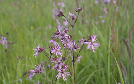 2014 05 17 du kuckucks lichtnelke