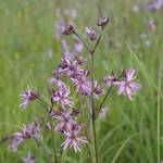 2014 05 17 du kuckucks lichtnelke