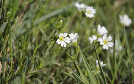 2014 04 13 du acker hornkraut