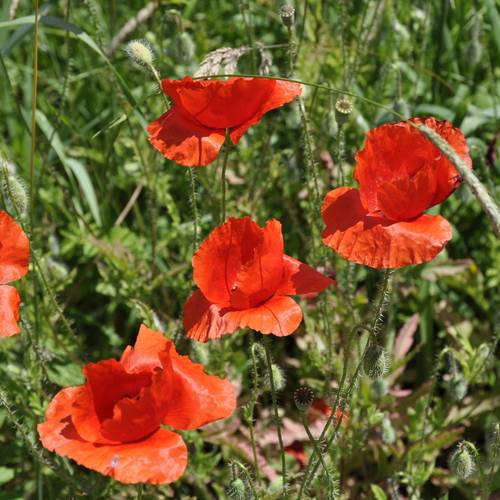 2014 06 09 du klatschmohn