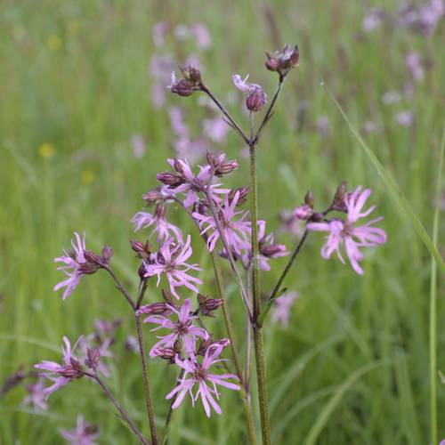 2014 05 17 du kuckucks lichtnelke