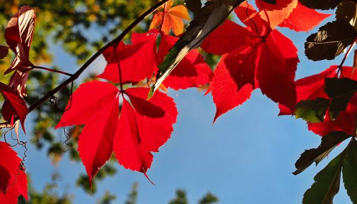 2021 10 07 du herbstfarben 1